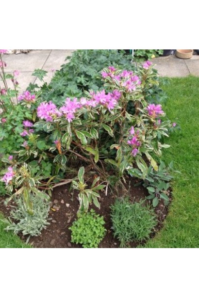 Рододендрон Варієгатум у ланшафті